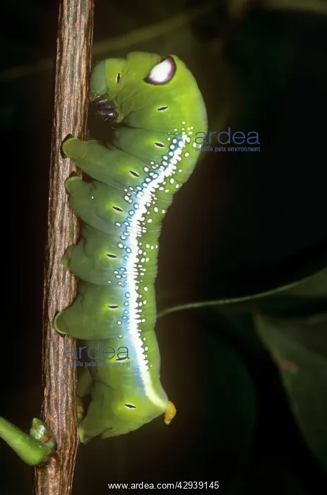 : Oleander Hawk Moth - showing eye spot : Oleander Hawk Moth - showing eye spot