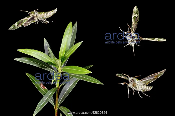 : Oleander Hawkmoth - group flying around Oleander plant : Oleander Hawkmoth - group flying around Oleander plant