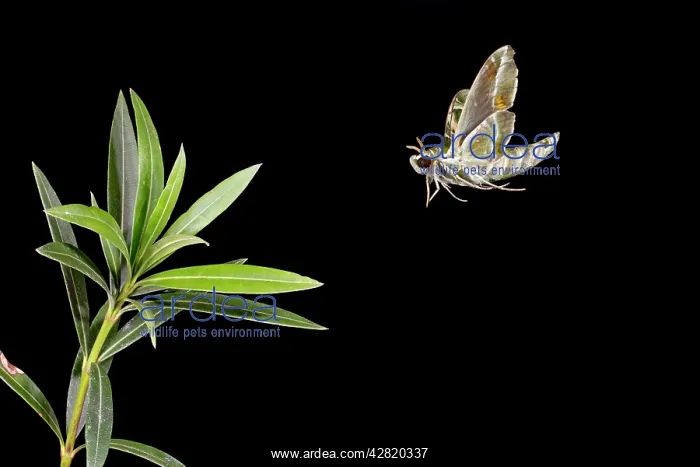: Oleander Hawkmoth - landing on Oleander plant : Oleander Hawkmoth - landing on Oleander plant