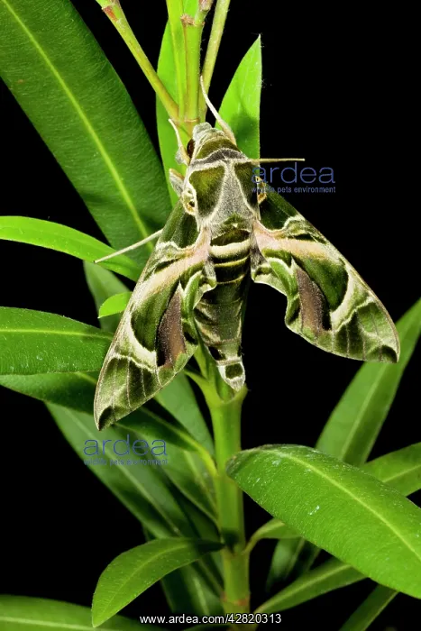 : Oleander Hawkmoth - on Oleander plant : Oleander Hawkmoth - on Oleander plant