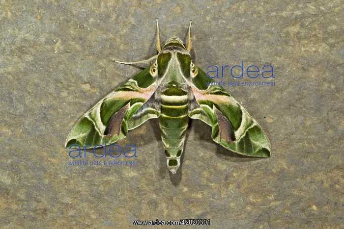 : Oleander Hawkmoth - resting on stone wall : Oleander Hawkmoth - resting on stone wall