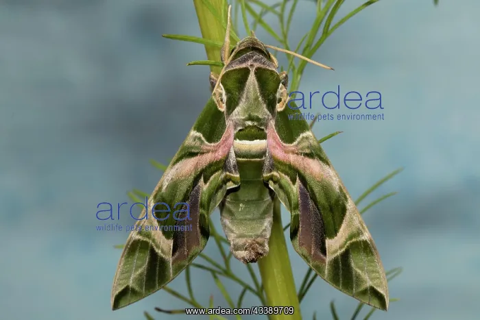 : Oleander moth moth with closed wings hanging on : Oleander moth moth with closed wings hanging on