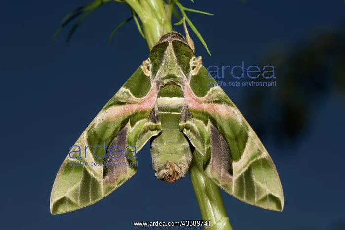 : Oleander moth moth with closed wings hanging on : Oleander moth moth with closed wings hanging on