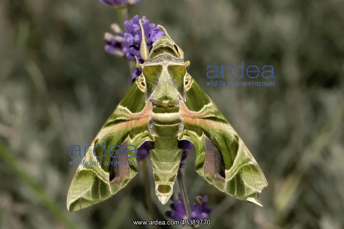 : Oleander moth moth with closed wings hanging on : Oleander moth moth with closed wings hanging on