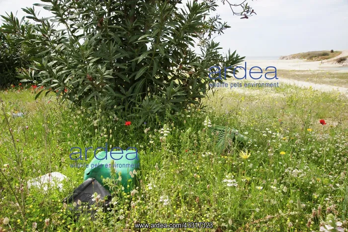 : Oleander, Nerium oleander, bush and wildflowers : Oleander, Nerium oleander, bush and wildflowers