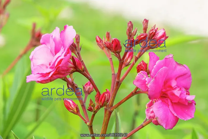 : Oleander, Nerium oleander Villa Romaine, flowers : Oleander, Nerium oleander Villa Romaine, flowers