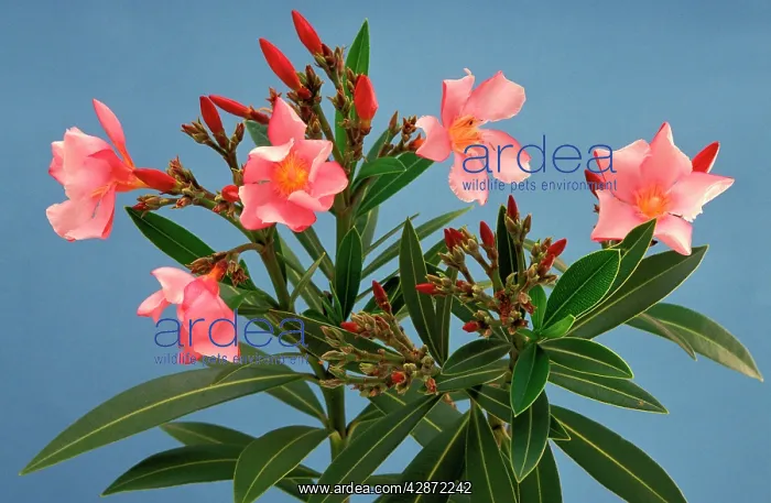 : Oleander plant - toxic : Oleander plant - toxic