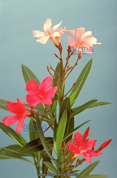 : Oleander - toxic plant : Oleander - toxic plant