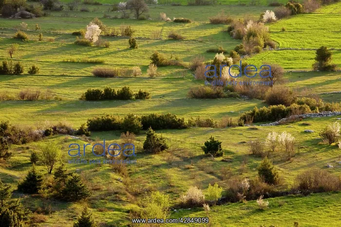: Olf field patterns and boundaries on a spring evening; : Olf field patterns and boundaries on a spring evening;