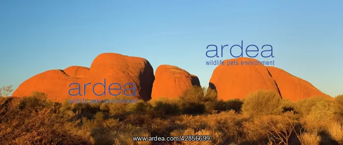 : Olgas - Kata Tjuta - famous sandstone rocks just : Olgas - Kata Tjuta - famous sandstone rocks just