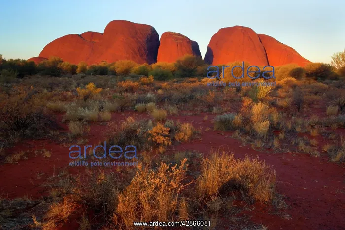 : Olgas - Kata Tjuta - famous sandstone rocks at sunset : Olgas - Kata Tjuta - famous sandstone rocks at sunset