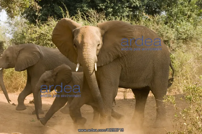 : Olifant : Olifant