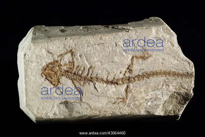 : Oligocene Amphibian : Oligocene Amphibian