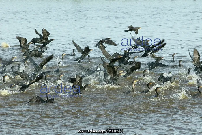 : Olivaceus Cormorant - fishing in group : Olivaceus Cormorant - fishing in group