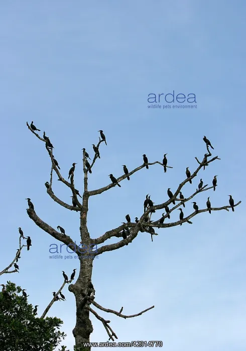 : Olivaceus Cormorant - flock in tree : Olivaceus Cormorant - flock in tree