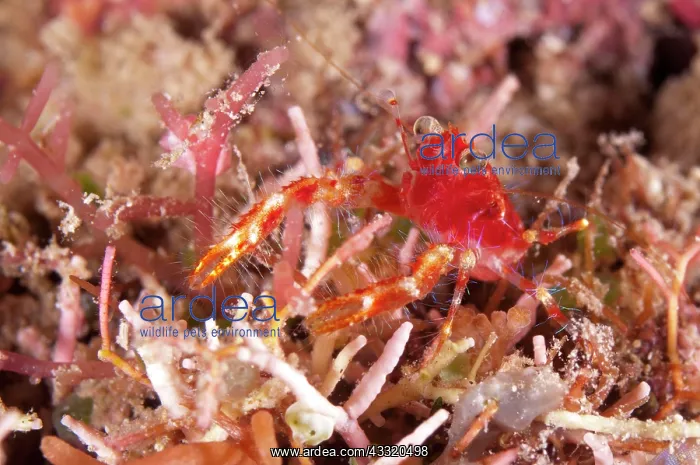 : Olivar's Squat Lobster - on night dive : Olivar's Squat Lobster - on night dive