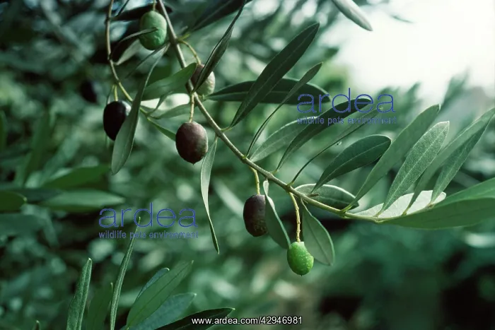  : Olive