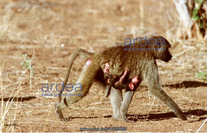: Olive / Anubis Baboon - carrying young : Olive / Anubis Baboon - carrying young