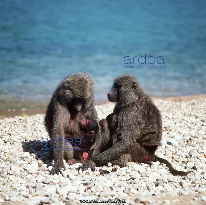 : Olive / Anubis BABOON - two females with infants : Olive / Anubis BABOON - two females with infants