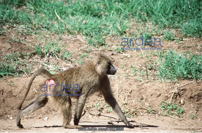 : OLIVE / ANUBIS BABOON - walking : OLIVE / ANUBIS BABOON - walking