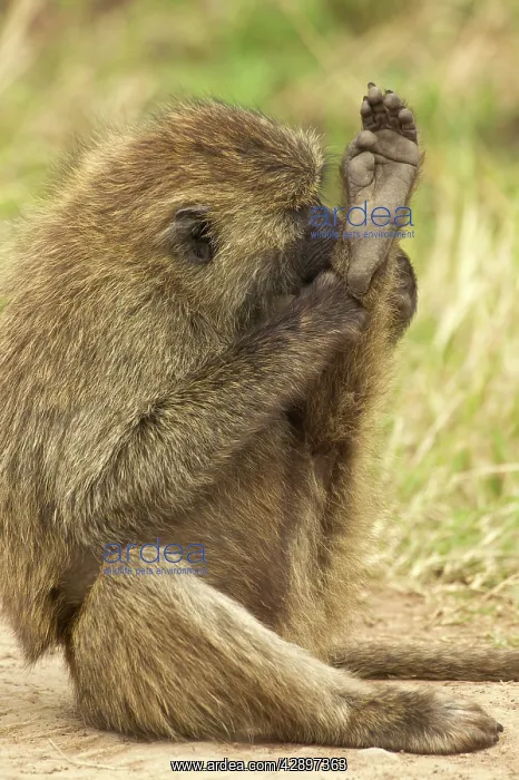 : Olive Baboon : Olive Baboon