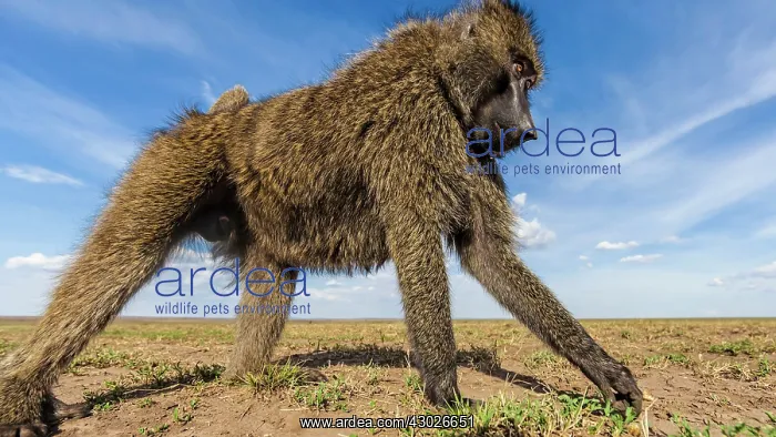  : Olive Baboon