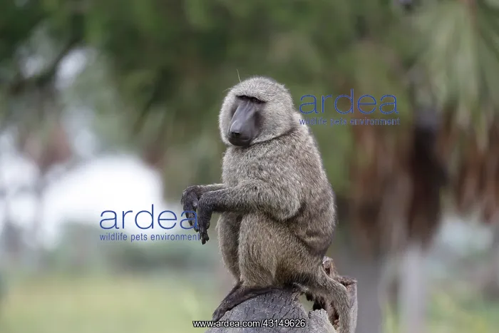 : Olive Baboon : Olive Baboon