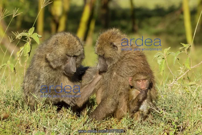  : Olive Baboon