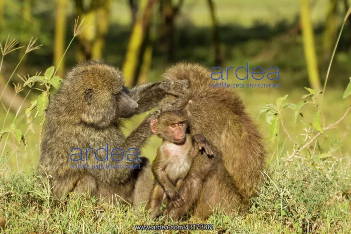 : Olive Baboon : Olive Baboon