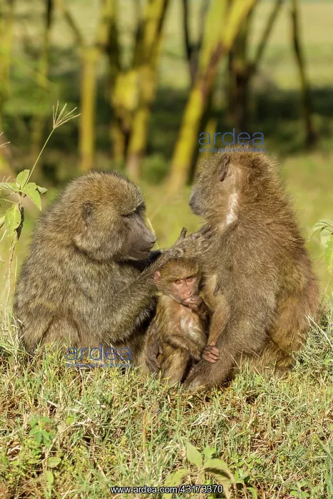  : Olive Baboon