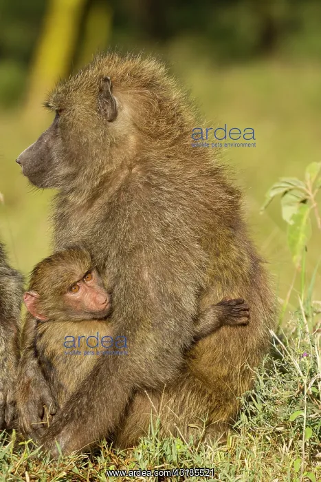 : Olive Baboon : Olive Baboon