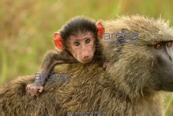 : Olive Baboon - Adult carrying young on back : Olive Baboon - Adult carrying young on back