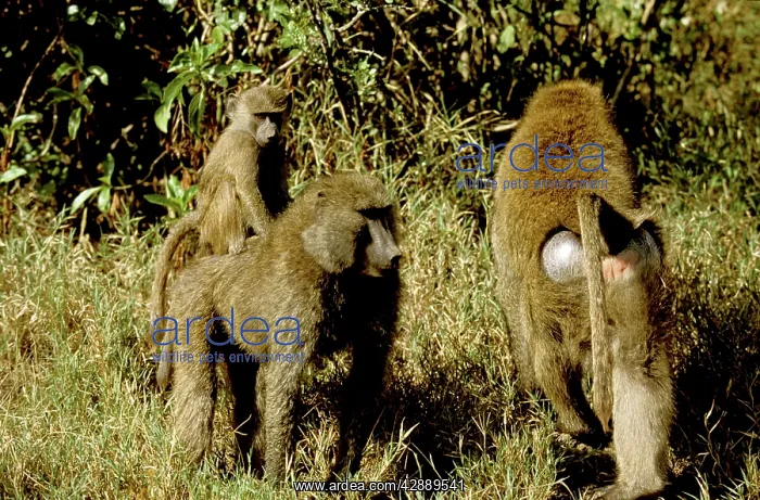  : Olive Baboon - adult with young