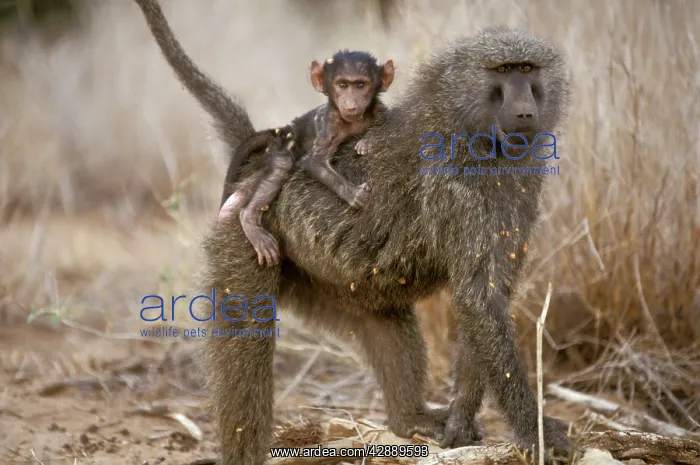  : Olive Baboon - adult with young