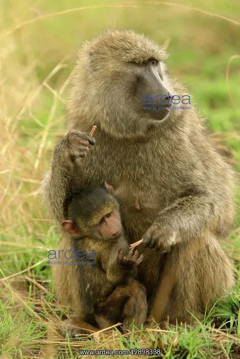 : Olive Baboon - Adult and young : Olive Baboon - Adult and young