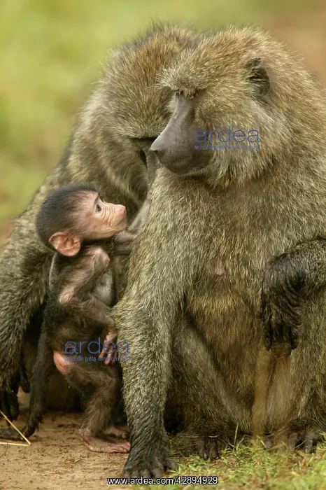 : Olive Baboon - Adults with young : Olive Baboon - Adults with young