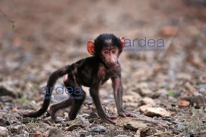 : Olive Baboon / Anubis Baboon - baby Awash National : Olive Baboon / Anubis Baboon - baby Awash National