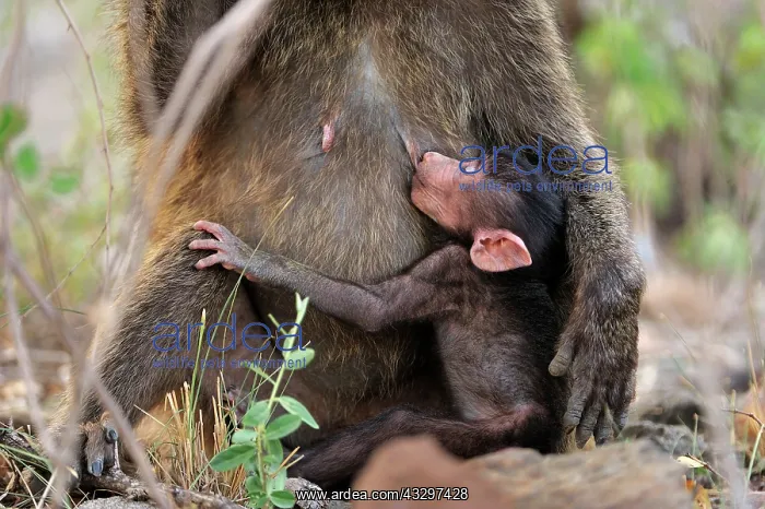  : Olive Baboon  /  Anubis Baboon - baby suckling Awash