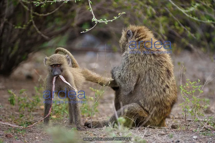 : Olive Baboon / Anubis Baboon - grooming Awash National : Olive Baboon / Anubis Baboon - grooming Awash National