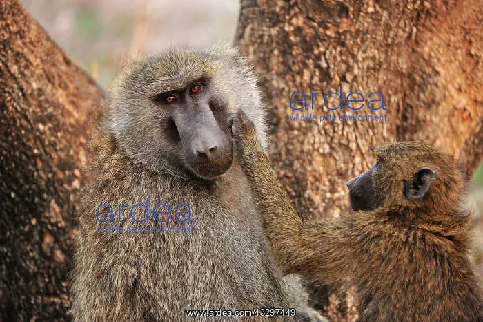 : Olive Baboon / Anubis Baboon - grooming Awash National : Olive Baboon / Anubis Baboon - grooming Awash National