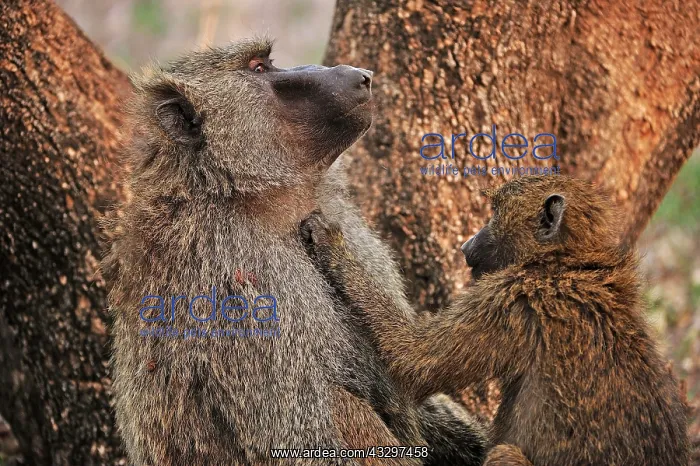 : Olive Baboon / Anubis Baboon - grooming Awash National : Olive Baboon / Anubis Baboon - grooming Awash National