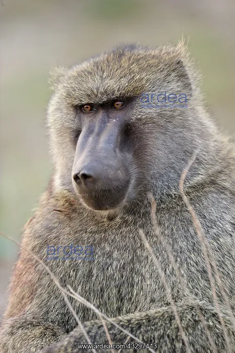 : Olive Baboon / Anubis Baboon - male Awash National : Olive Baboon / Anubis Baboon - male Awash National