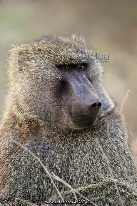 : Olive Baboon / Anubis Baboon - male Awash National : Olive Baboon / Anubis Baboon - male Awash National