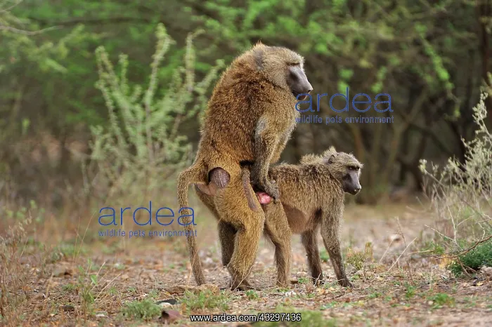 : Olive Baboon / Anubis Baboon - mating Awash National : Olive Baboon / Anubis Baboon - mating Awash National