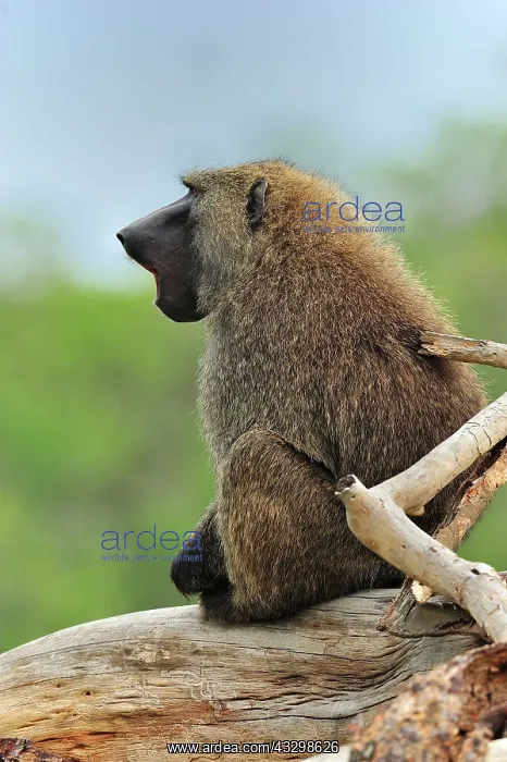 : Olive Baboon / Anubis Baboon - yawning Sweetwater : Olive Baboon / Anubis Baboon - yawning Sweetwater