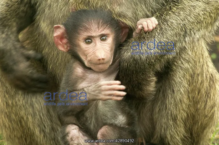 : Olive Baboon - Baby in arms of parent : Olive Baboon - Baby in arms of parent