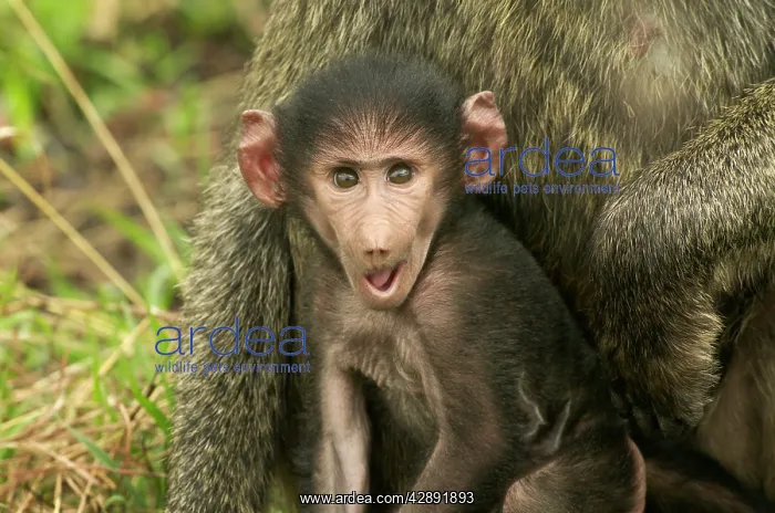 : Olive Baboon - Baby in arms of parent : Olive Baboon - Baby in arms of parent