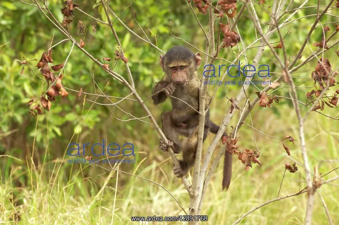 : Olive Baboon - baby climbing tree, chewing twig : Olive Baboon - baby climbing tree, chewing twig