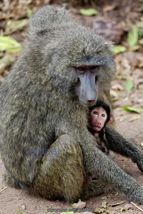 : Olive baboon, with baby, Papio cynocephalus : Olive baboon, with baby, Papio cynocephalus
