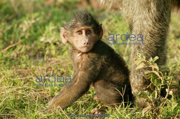 : Olive Baboon - Baby sitting down : Olive Baboon - Baby sitting down